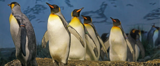10 leuke weetjes over pinguïns - Petits Artistes